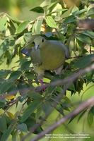 Pink-necked Green-Pigeon (Female)