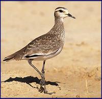 Sociable Plover- Vanellus gregarious