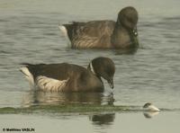 Bernache      du pacifique (Branta nigricans)