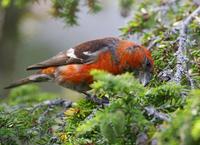 Two-barred Crossbill (Loxia leucoptera)