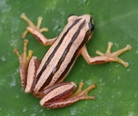 : Afrixalus quadrivittatus