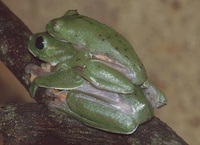 : Agalychnis moreletii