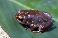 : Arthroleptis tanneri