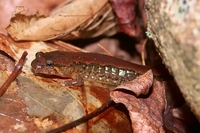 : Desmognathus fuscus; Northern Dusky Salamander