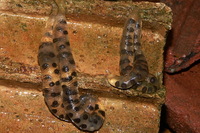 : Hynobius leechii quelpartensis; Northeastern China Hynobiid Salamander