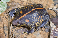 : Rhinophrynus dorsalis; Mexican Burrowing Toad