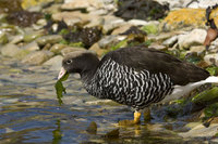 : Choephaga hybrida; Kelp Goose