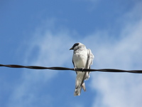 : Coracina novaehollandiae; Black-faced Cuckoo-shrike