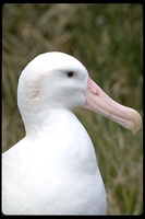 : Diomedea exulans; Wandering Albatross