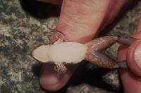 : Taudactylus eungellensis; Eungella Torrent Frog