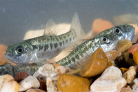 : Cyprinodon pecosensis; Pecos Pupfish