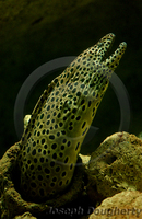 : Gymnothorax favagineus; Leopard Moray Eel