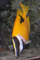 : Siganus unimaculatus; Foxface Rabbitfish