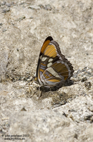 : Adelpha bredowii; California Sister