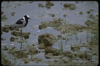 : Vanellus lugubris; Blacksmith Plover