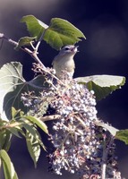 : Vireo gilvus; Warbling Vireo