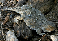 : Phrynosoma douglassii; Pigmy Horned Lizard