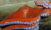 : Enteroctopus dofleini
