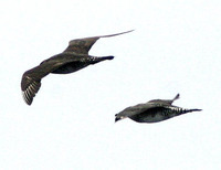 ...Pomarine Jeager (left) chased by Parasitic Jaeger (right). 14 October 2006. Photo by Debbie Barn