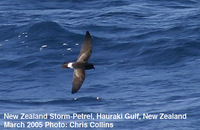 Figs.   2-3. New Zealand Storm-Petrel Oceanites maorianus