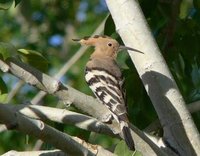 Eurasian Hoopoe - a common breeder in Khovd.