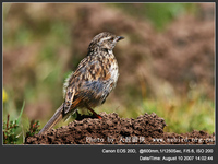 Prunella rubeculoides Robin Accentor 鴝岩鷚 119-028