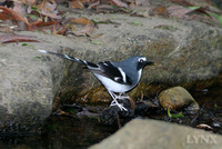 Slaty-backed Forktail 灰背燕尾