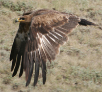 Steppe Eagle