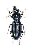 ノグチナガゴミムシ 1 ex. Pterostichus noguchii