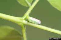 Macropsis fumipennis