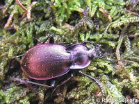Carabus ghiliani ghiliani