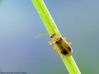 Phyllobrotica quadrimaculata