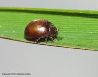Cynegetis impunctata