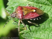 Dolycoris baccarum