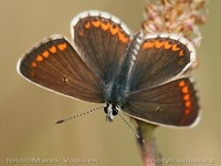 Aricia agestis - Brown Argus