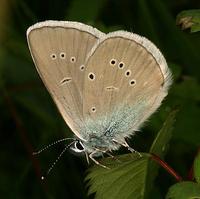 Polyommatus semiargus - Mazarine Blue