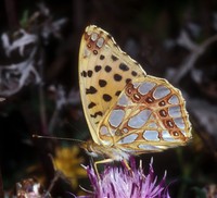 Issoria lathonia - Queen of Spain Fritillary