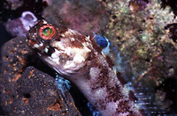 Opistognathus whitehursti, Dusky jawfish: aquarium