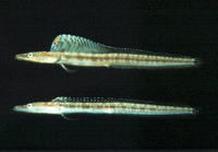 Chaenopsis limbaughi, Yellowface pikeblenny: aquarium