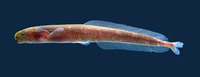 Isichthys henryi, :