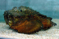 Synanceia horrida, Estuarine stonefish: aquarium