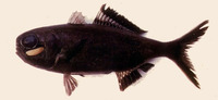 Anomalops katoptron, Splitfin flashlightfish: aquarium, bait