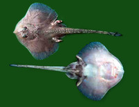 Rajella fyllae, Round ray: