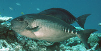 Prionurus microlepidotus, Sixplate sawtail: aquarium