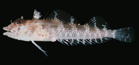 Norfolkia brachylepis, Redfin Triplefin: