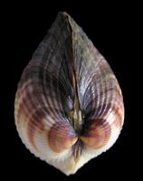 Cerastoderma glaucum - Lagoon cockle