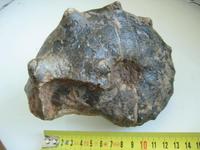 Peltoceras