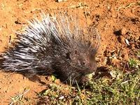 Image of: Hystrix africaeaustralis (Cape porcupine)