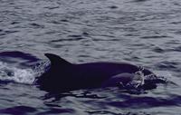 Image of: Stenella attenuata (pantropical spotted dolphin)