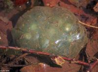 Image of: Ambystoma maculatum (spotted salamander)